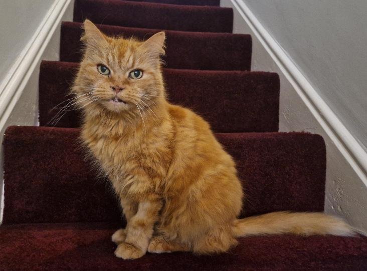 RSPCA search for the purrfect retirement home for 19 year old Ginger (92 in human years)