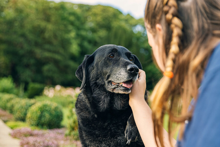 Self-Care Tips for Senior-Dog Guardians