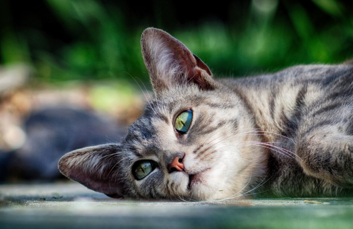 The Dangers of Essential Oils for Cats: How to Keep Your Feline Friends Safe