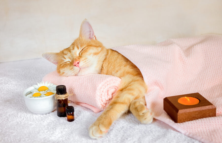 The Healing Power of Aromatherapy for Dogs and Cats