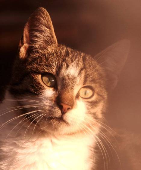 The Little Things That Bring Your Cat Joy: Tips for a Happy and Contented Feline