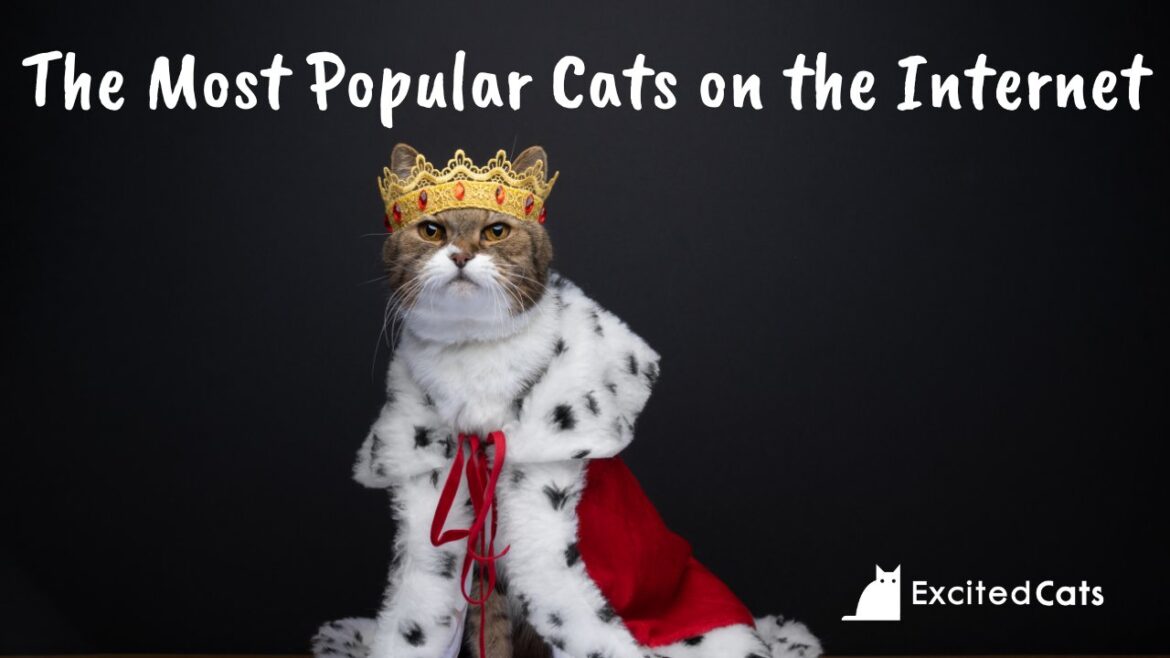 The Popularity of Cats on the Internet: Most Popular Breeds and Influencers