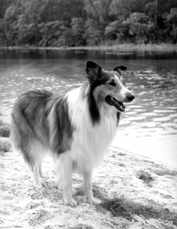 What Kind of Dog is Lassie?