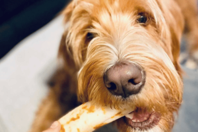 Why No-Hide Dog Chews are a (Way) Better Choice than Rawhide