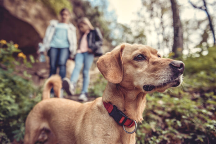 3 Reasons Why Being in Nature Is Good for Your Dog