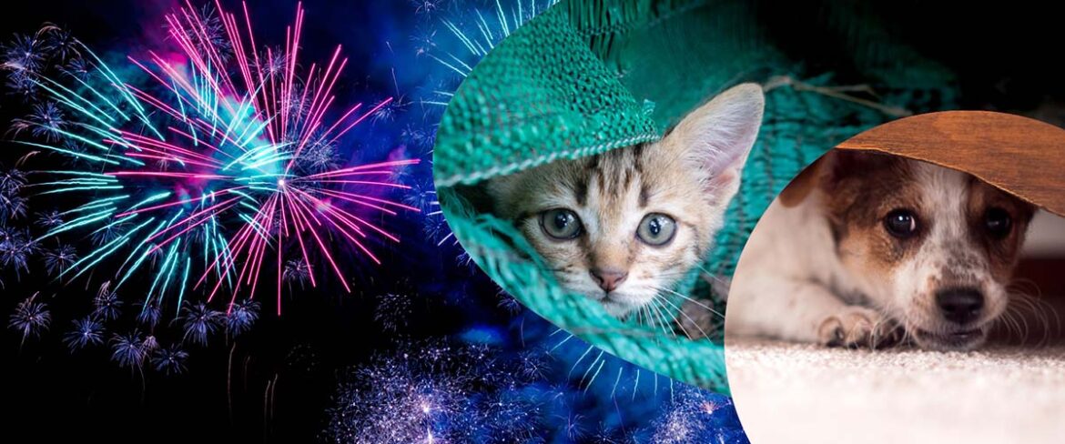 5 Tips to Prepare Your Pet for Fireworks Season: Start Now!