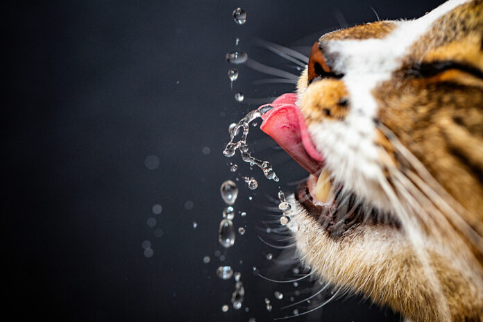 7 Reasons Cats Love Running Water but Hate Their Water Fountains