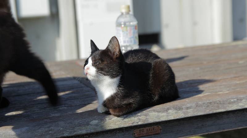 Cat Heaven Island: A Paradise for Cat Lovers on Tashirojima Island, Japan