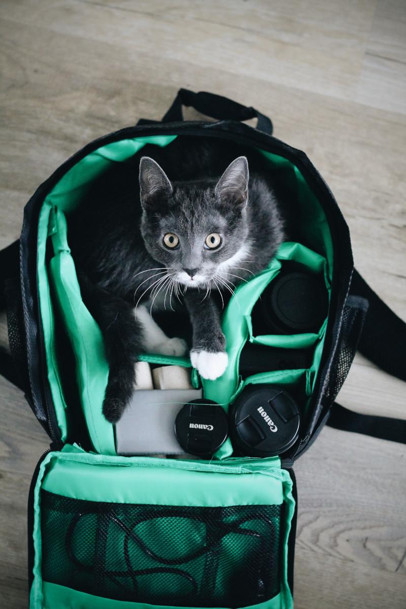 Getting the Purrfect Candid Cat Photos: Tips and Kit for Owners
