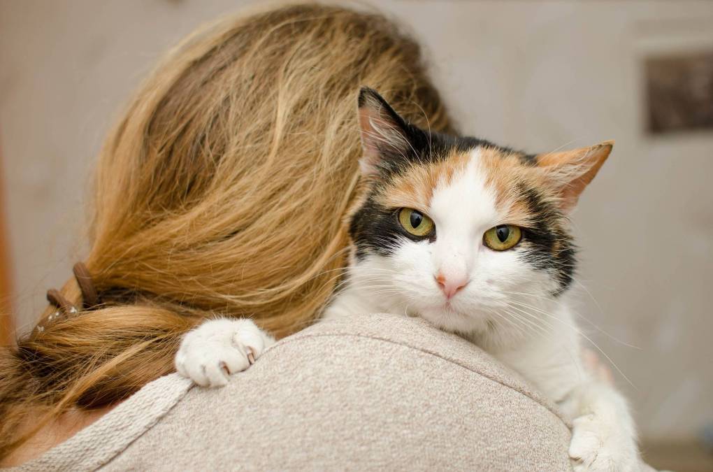 How Cats Can Improve Your Mental Wellbeing: Research and Benefits of Pet Ownership and Therapy Animals