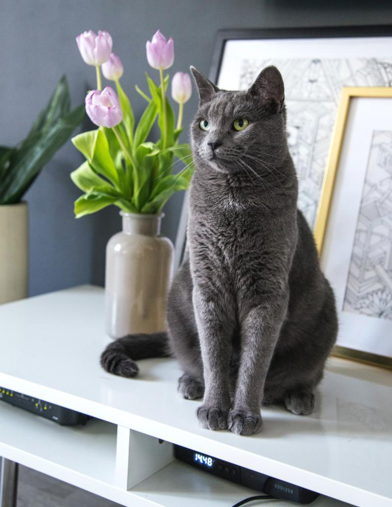 How to Fuse Luxury Decor with Your Pet’s Needs