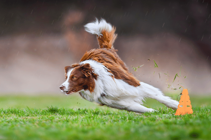 How to Keep Your Working Dog Happy and Healthy