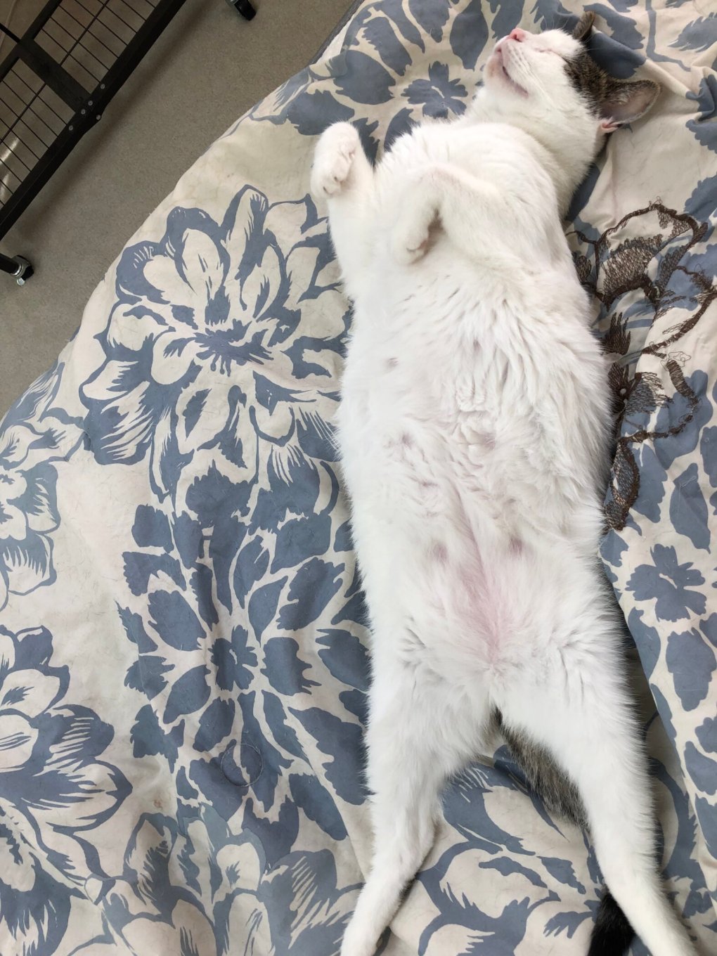 Join Tummy Rub Tuesday Week 467 and get your cat featured on our blog!