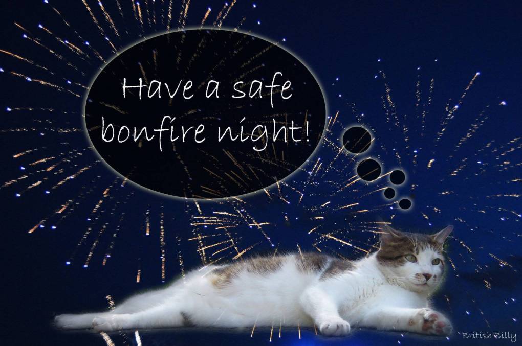 Keeping Your Feline Friend Calm During Bonfire Night: Tips and Products to Help