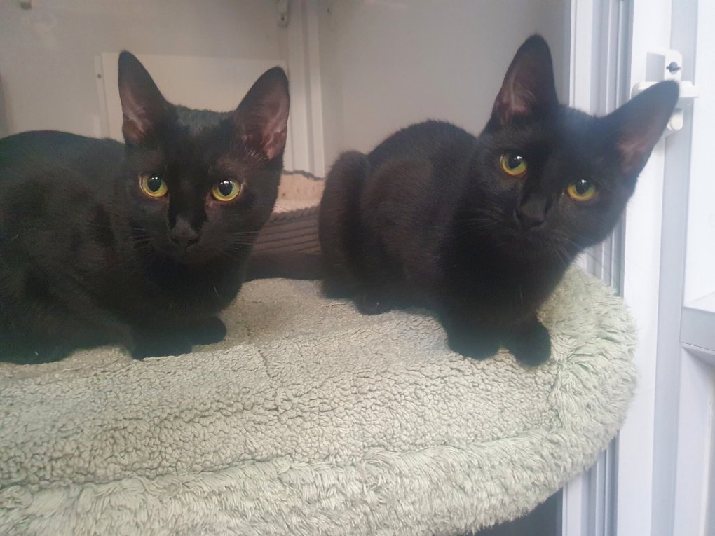 Mayhew charity issues urgent plea for adopters as 66 black cats and kittens need forever homes – more than double the number of days in October!