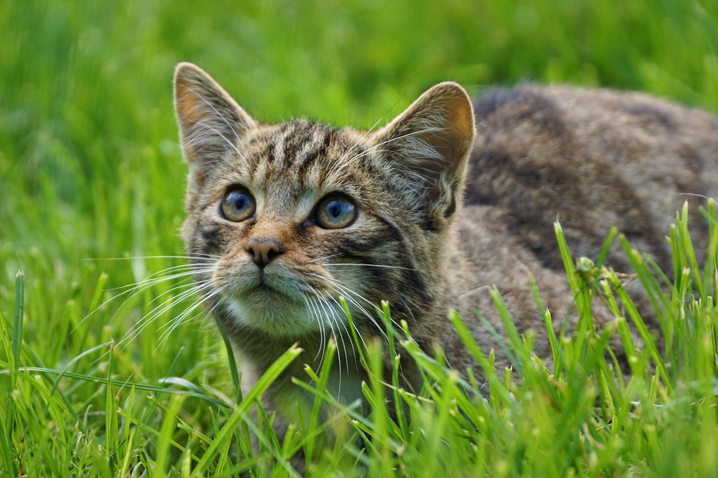 Preserving Endangered Species in the UK: Hedgehogs, Red Squirrels, Beavers, Bats, Water Voles, Scottish Wildcats, Hazel Dormice, and Turtle Doves