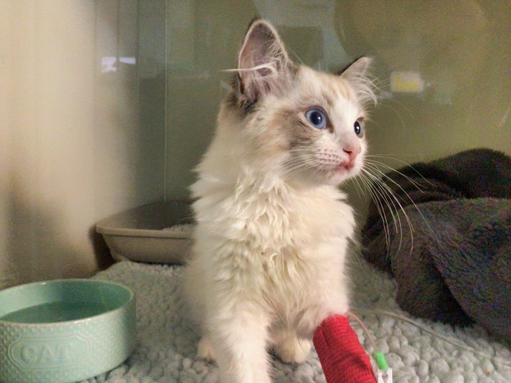 Preventing High-Rise Falls: A Cat’s Remarkable Recovery and the Importance of Safety Measures