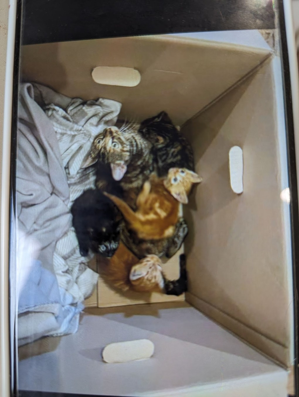 RSPCA Appeal: Abandoned Injured Cat and Kittens Found in Humberside Layby