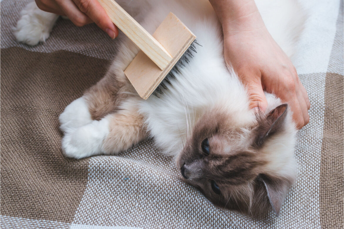 The Importance of Cat Grooming: Tips and Tools for Happy Cats