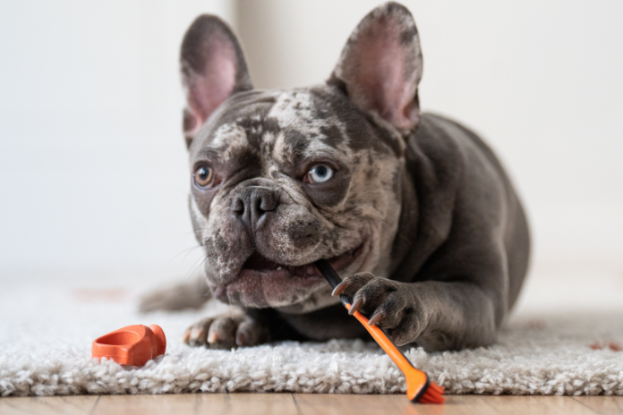 The Step-by-Step Guide to Brushing Your Dog’s Teeth