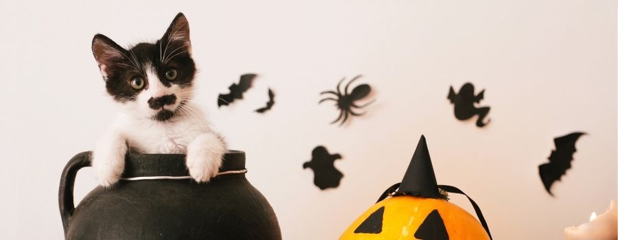 Top Tips to Keep Pets Safe This Halloween