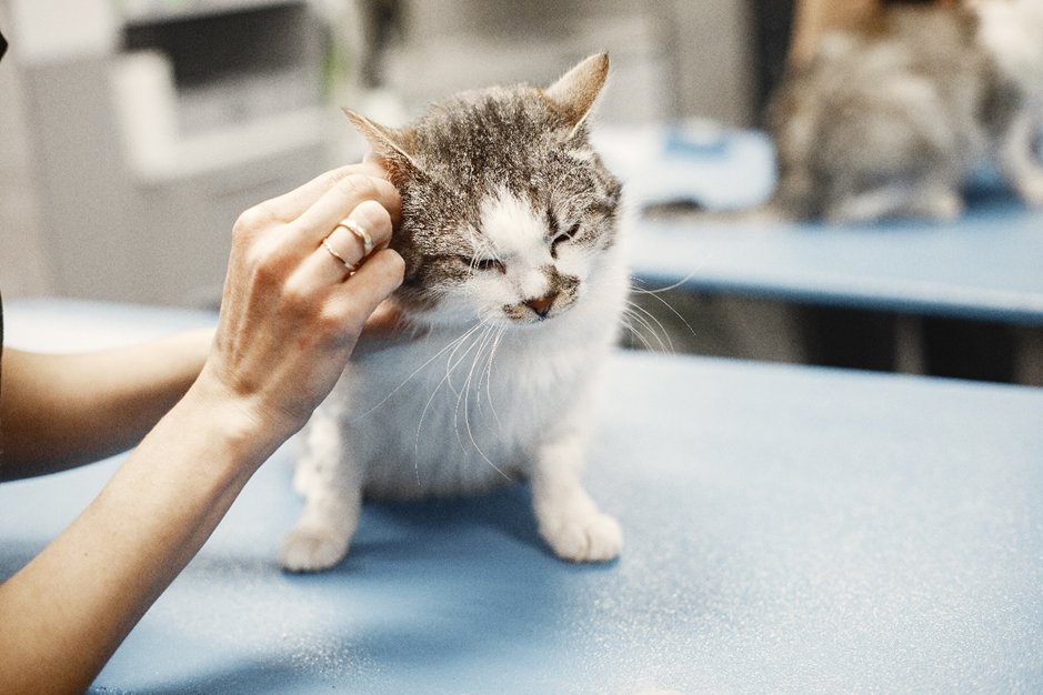What to do if you find a stray cat — plus the £5,000 mistake to avoid