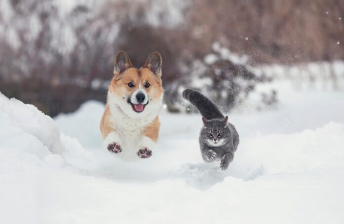 5 Essential Tips to Protect Your Dog or Cat from Harsh Winter Chemicals