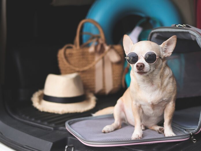 8 Ways to Prepare to Travel with Your Dog Long-Term