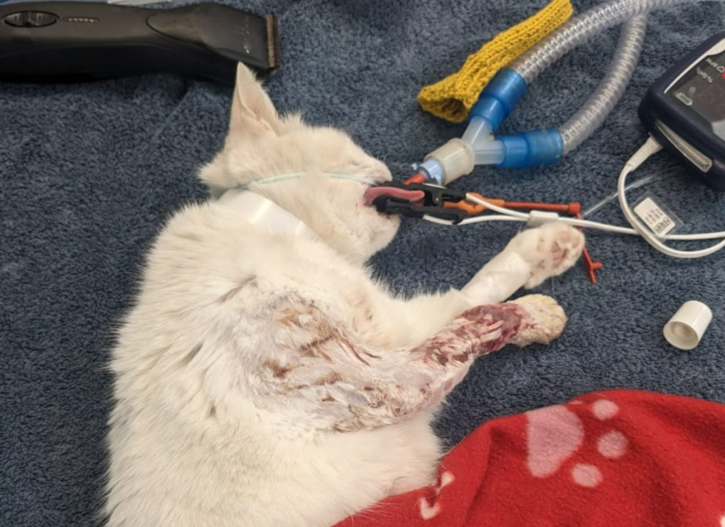 Deaf Cat Coco Receives Life-Saving Treatment at PDSA After Fox Attack