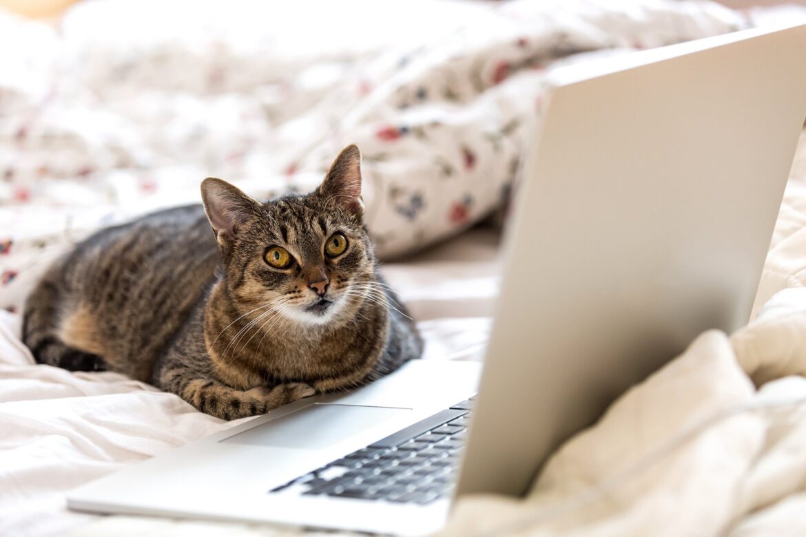 European Pet Owners Willing to Spend €14.378 Billion on Pet Tech, According to New Research