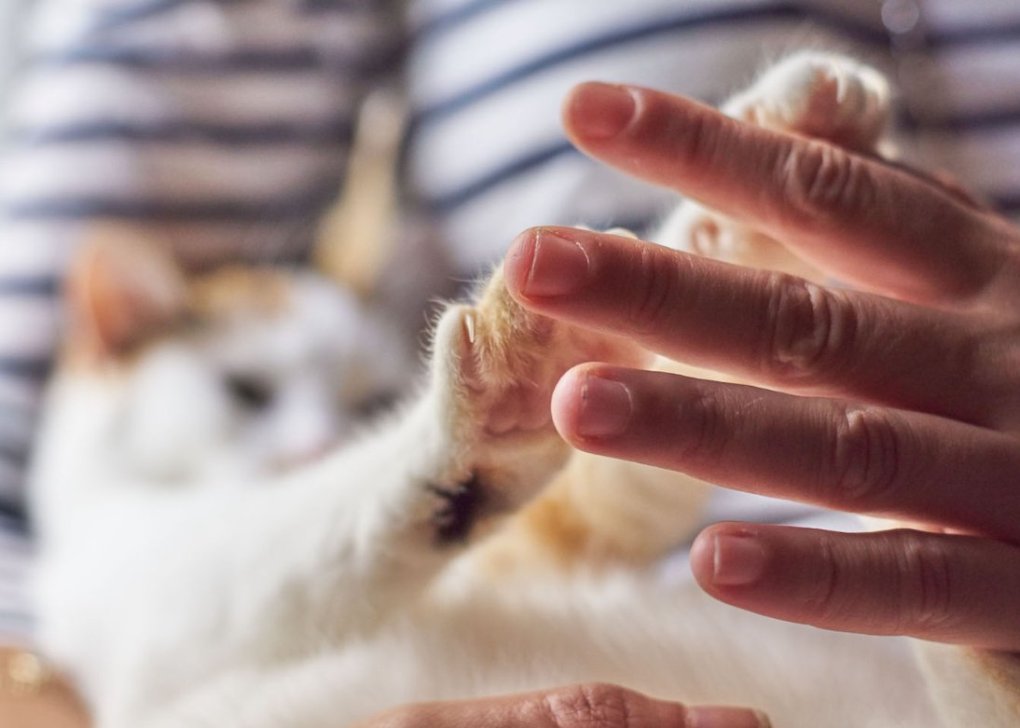Getting to know your cat: An Introduction to Feline Behaviour