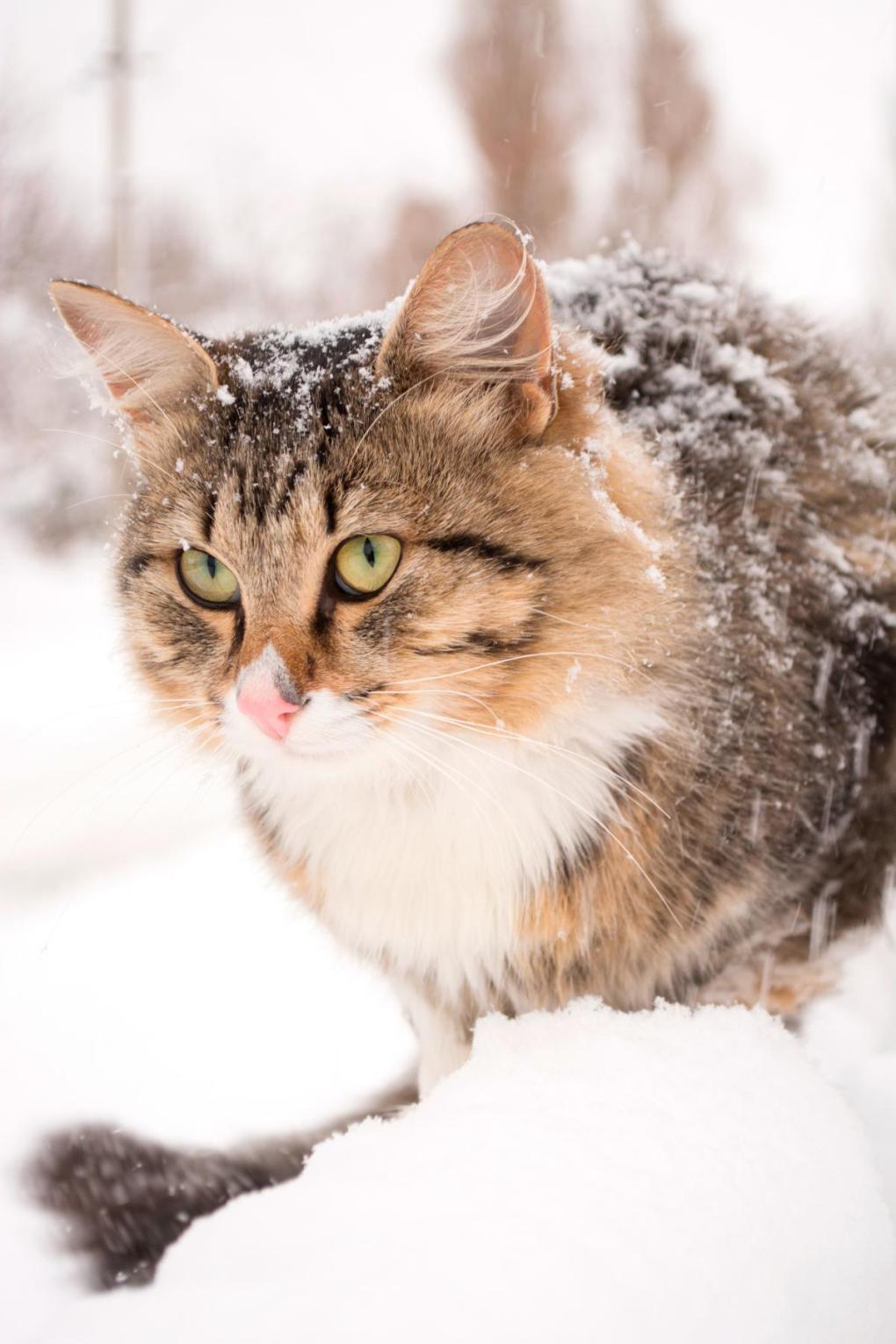 How to Keep Your Cat Happy in Winter