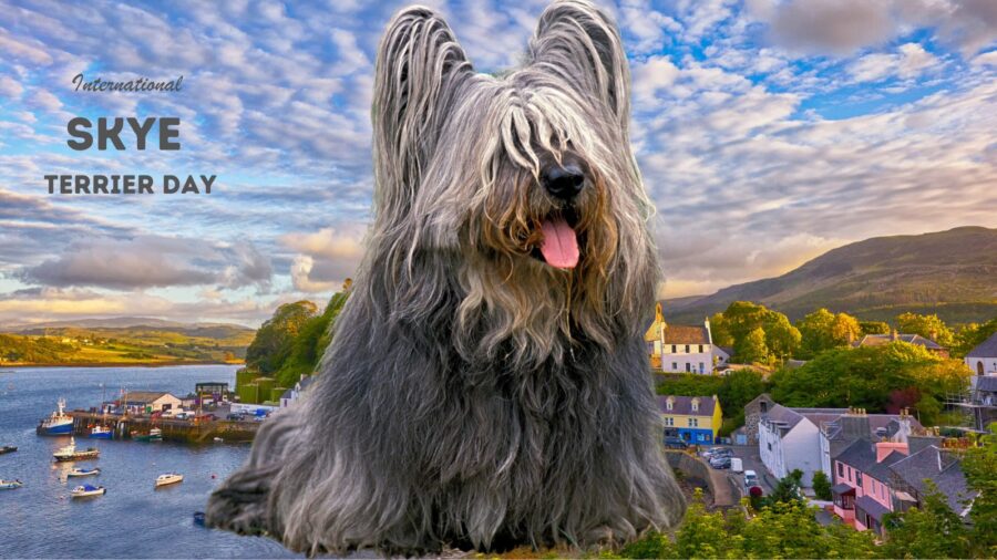 International Skye Terrier Day