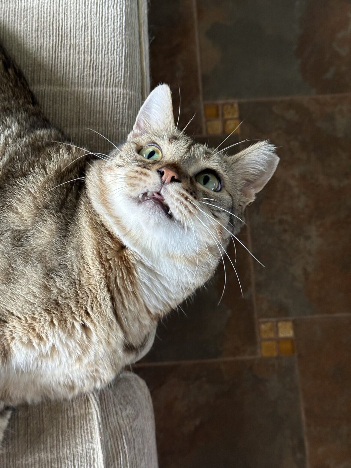 Mango the Cat: From Illness to a Happy Life