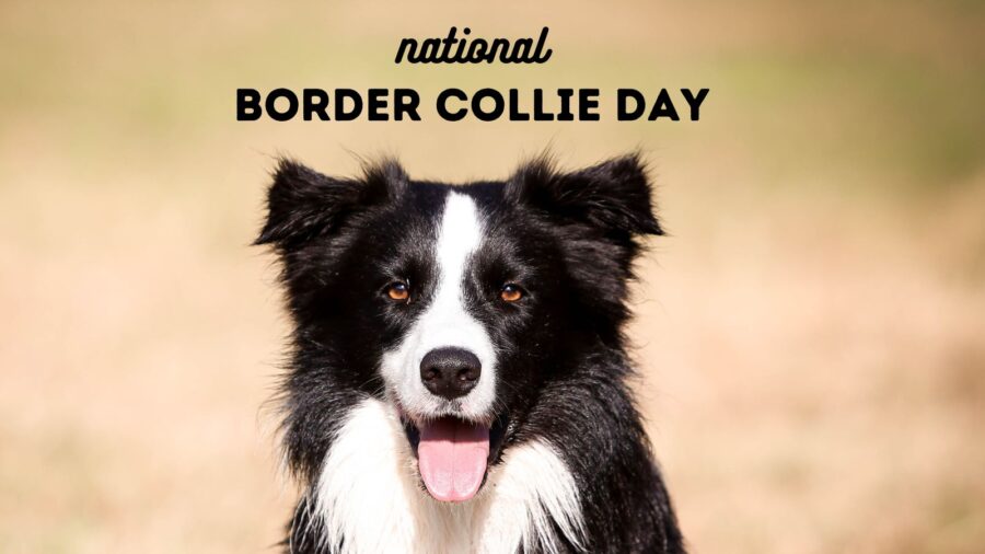 National Border Collie Day