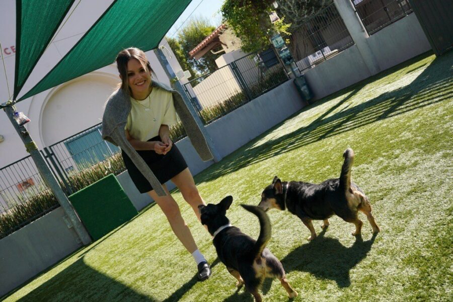 Rachel Bilson Joins in A Dog Day of Service