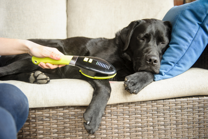 Reasons Your Dog Might Benefit from Low Level Laser Therapy