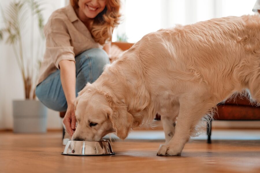 The Basics of a Balanced Dog Diet