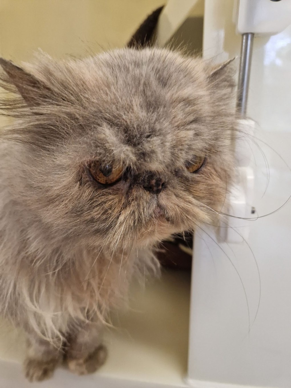 The Challenges of Rehoming Flat-Faced Cats: Health Issues and Public Awareness