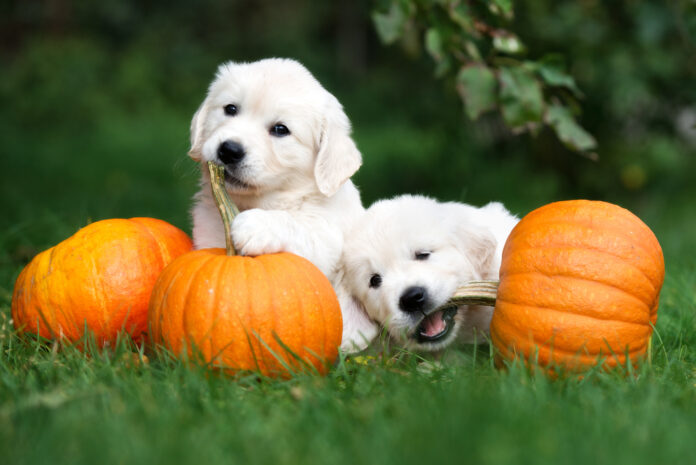 The Secret to Why Dogs Love Pumpkin!