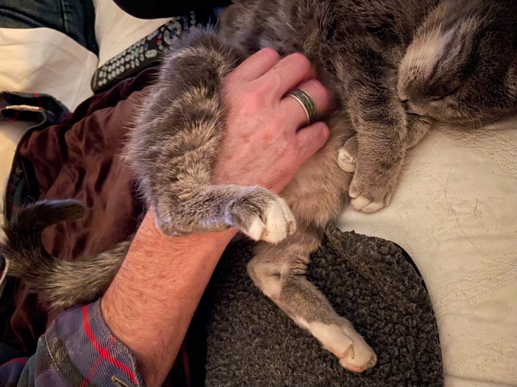 Tummy Rub Tuesday Week 472: Share Your Cat Photos for a Chance to be Featured on Our Blog