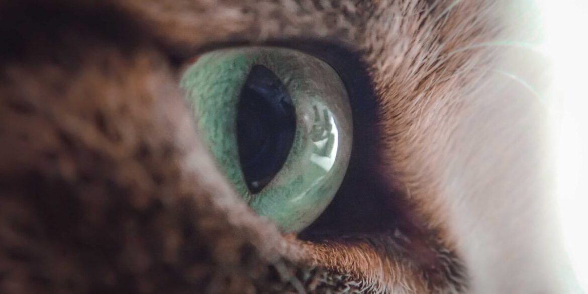 Why do cats struggle to see objects close up?