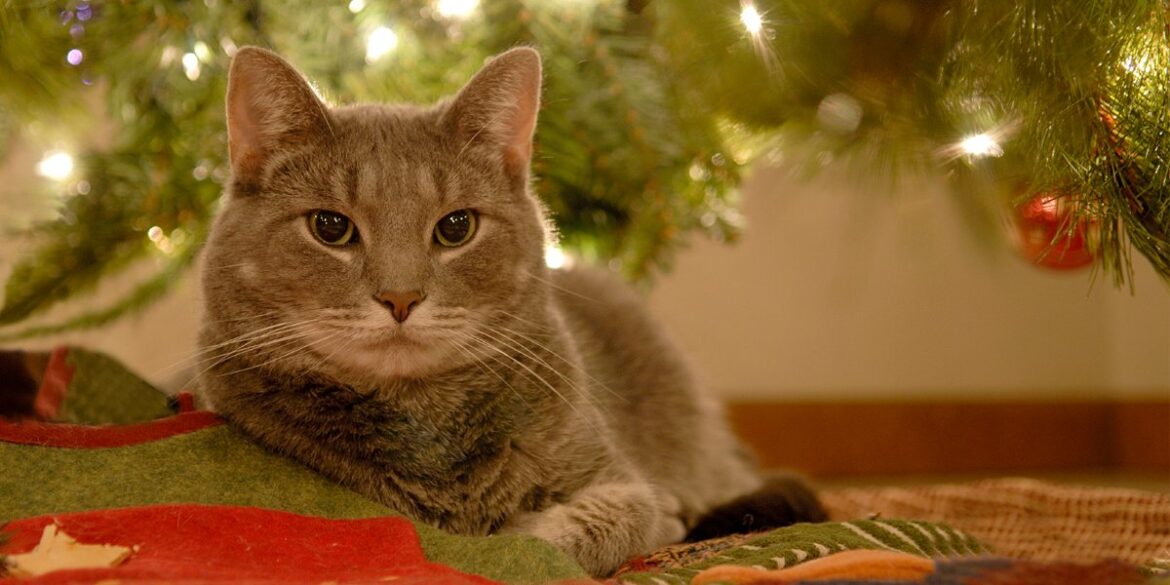 5 Christmas Dangers for Your Pets: Tips to Keep Them Safe and Healthy