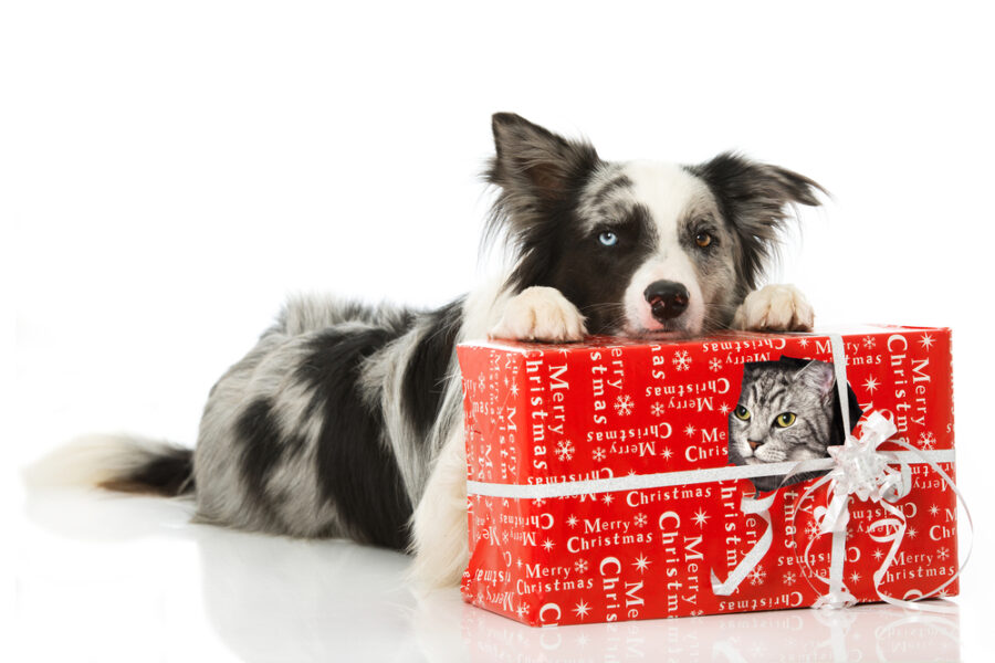 5 Special Holiday Gifts for Senior Dogs and Cats