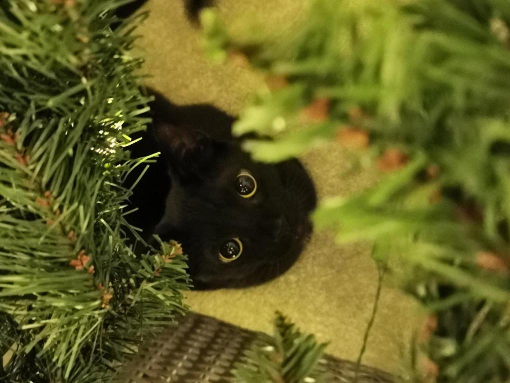 5 ways to cat-proof your Christmas tree