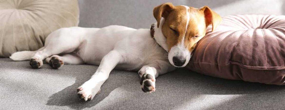 7 Likely Reasons Why Your Dog Sleeps Under the Covers Between Your Legs