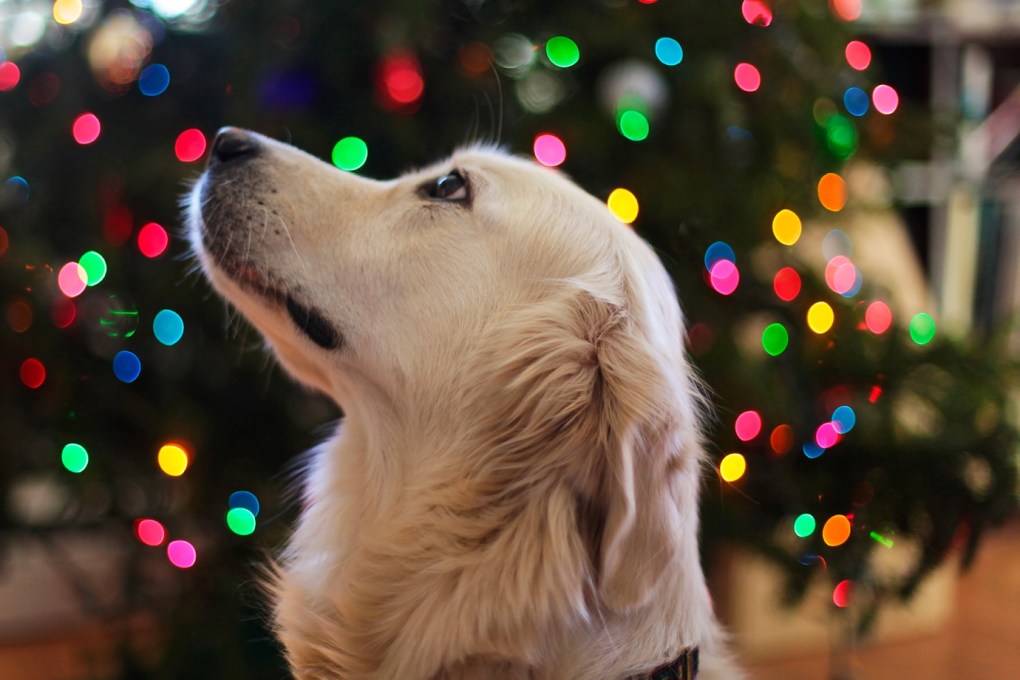 7 Ways to Pet-Proof Your Christmas Tree