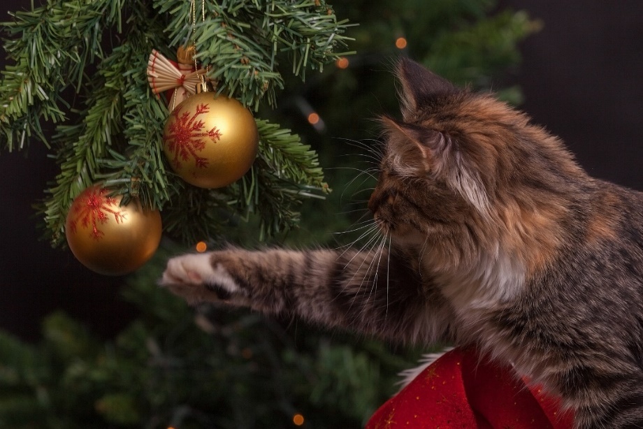 Common Christmas Foods That Are Dangerous for Cats