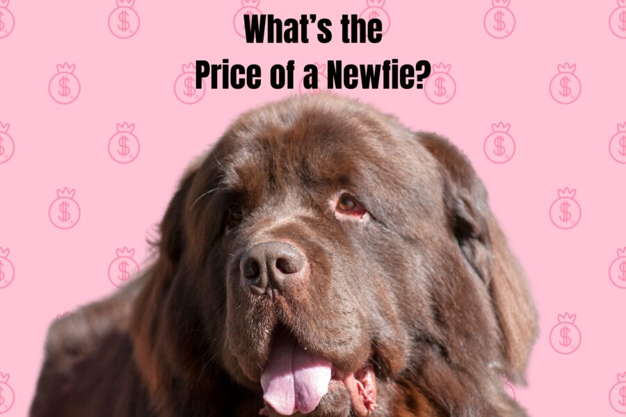 Cost of a Newfoundland Dog {From Breeders, Rescues and Shelters}
