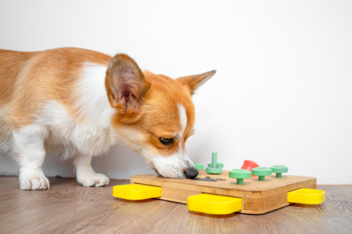 Engaging Canine Minds and Taste Buds with Interactive Treat Toys